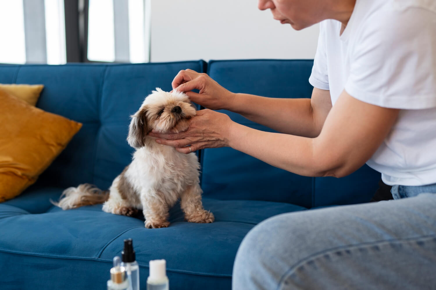 Dog Grooming